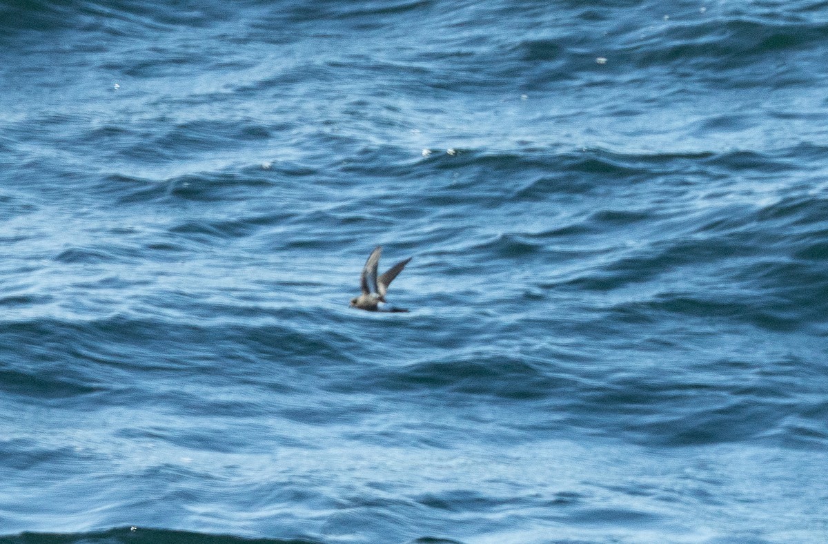 Pincoya Storm-Petrel - ML626531903