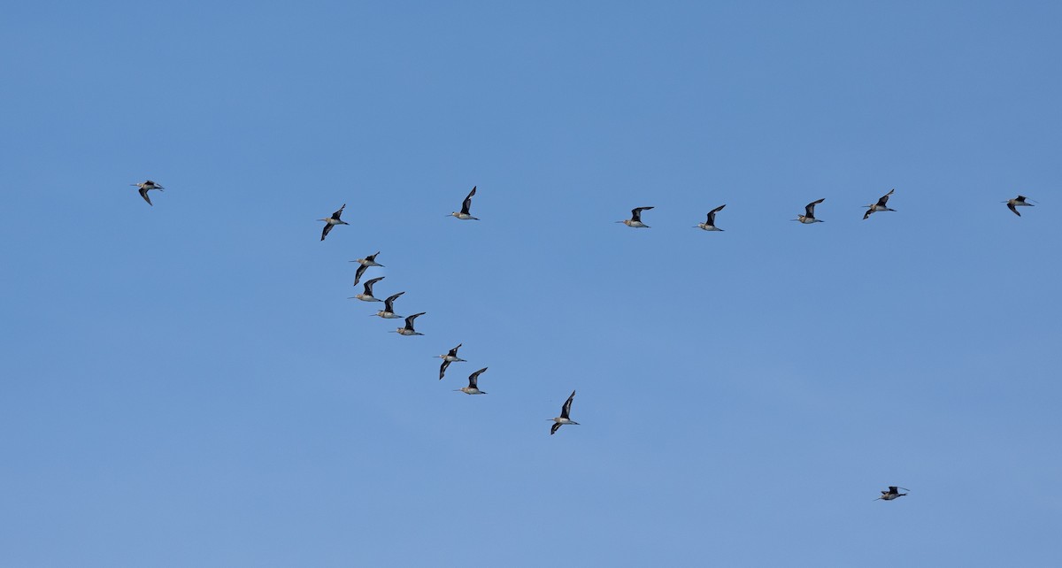 Hudsonian Godwit - ML626531975