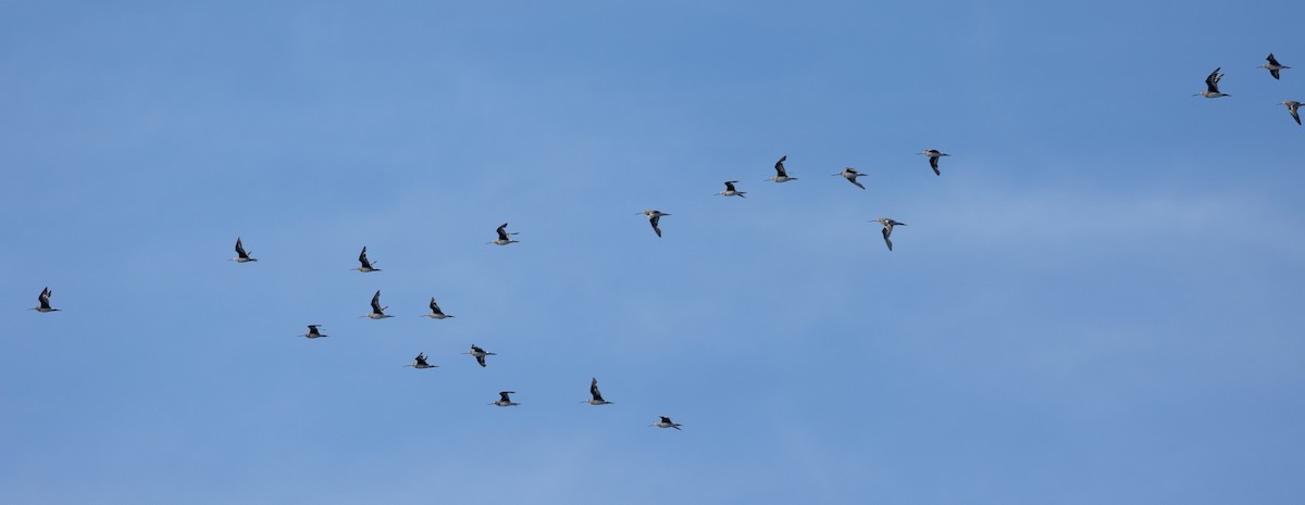 Hudsonian Godwit - ML626531976