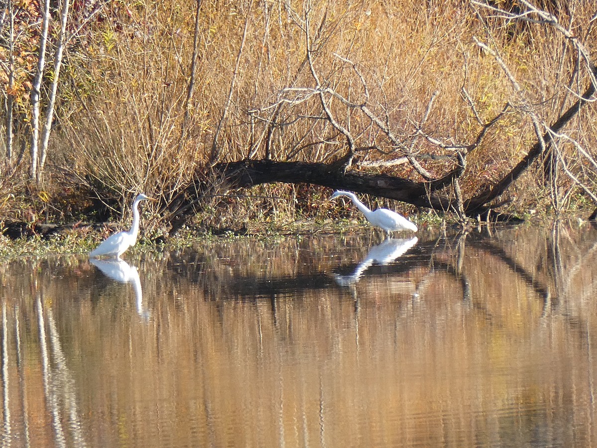 Great Egret - ML626532015