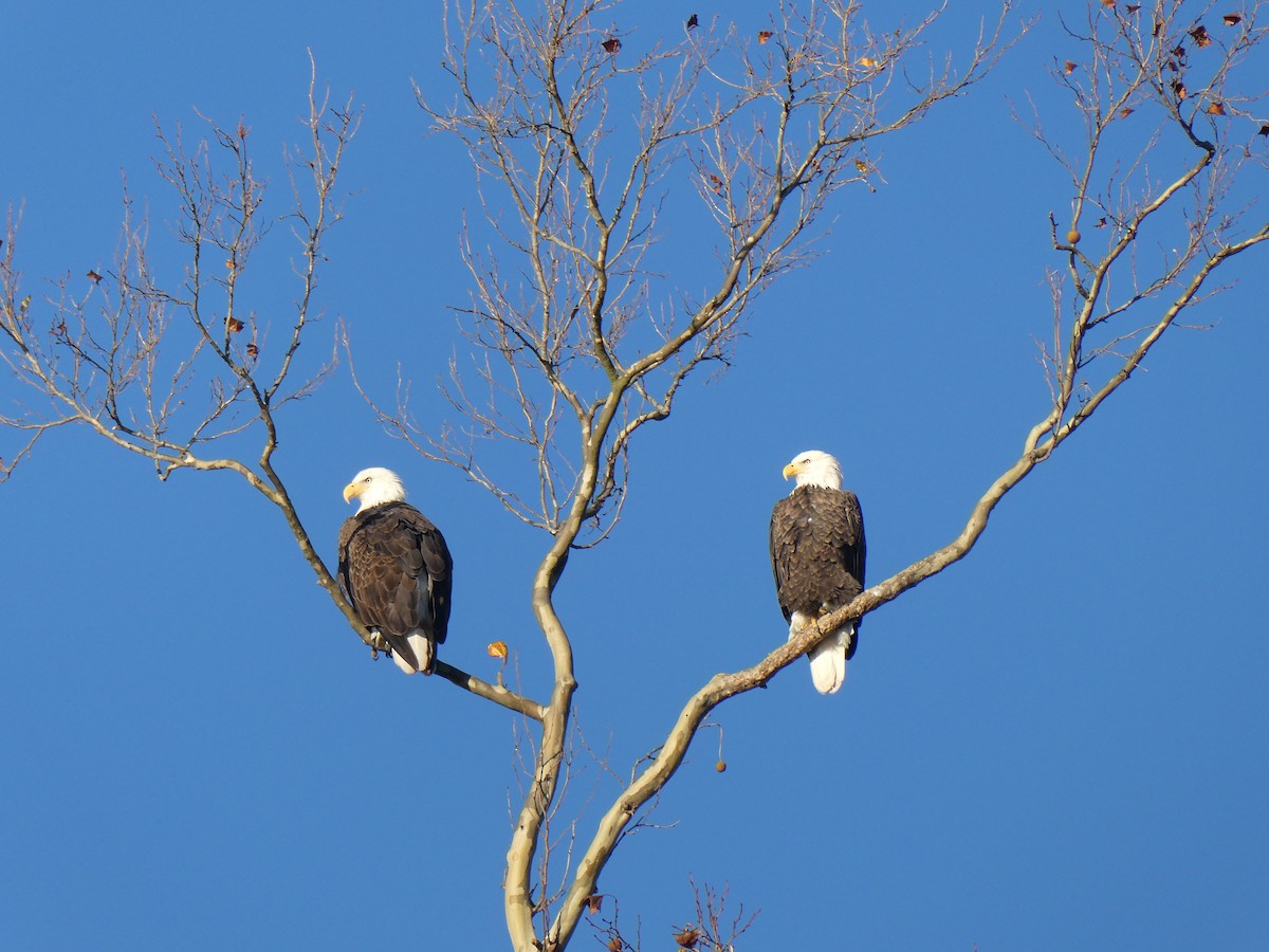 Bald Eagle - ML626532046