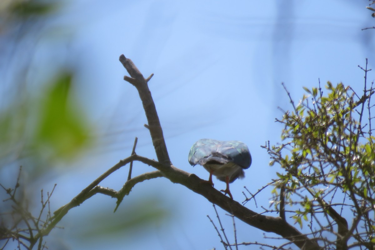 Cuckoo-roller - ML626532076