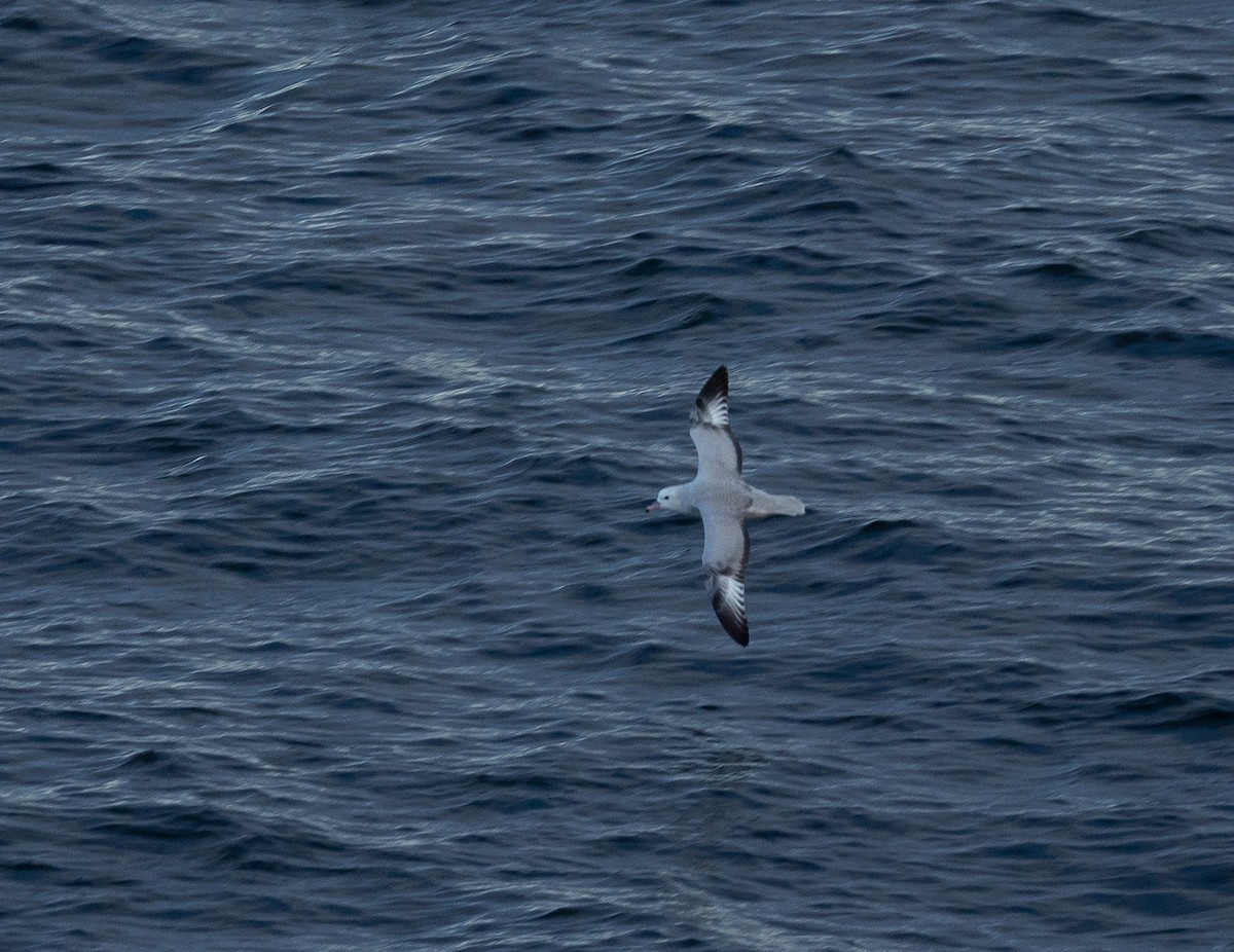 Southern Fulmar - ML626532103