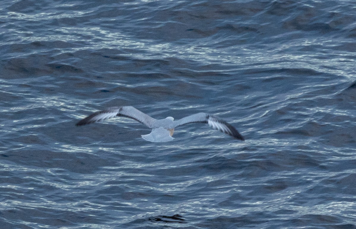 Southern Fulmar - ML626532104