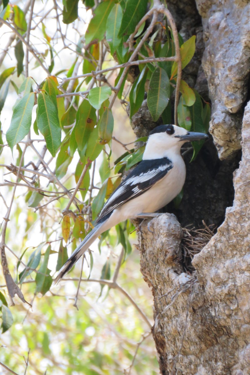 Hook-billed Vanga - ML626532115