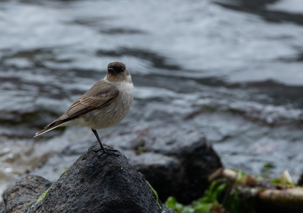 Dark-faced Ground-Tyrant - ML626532207