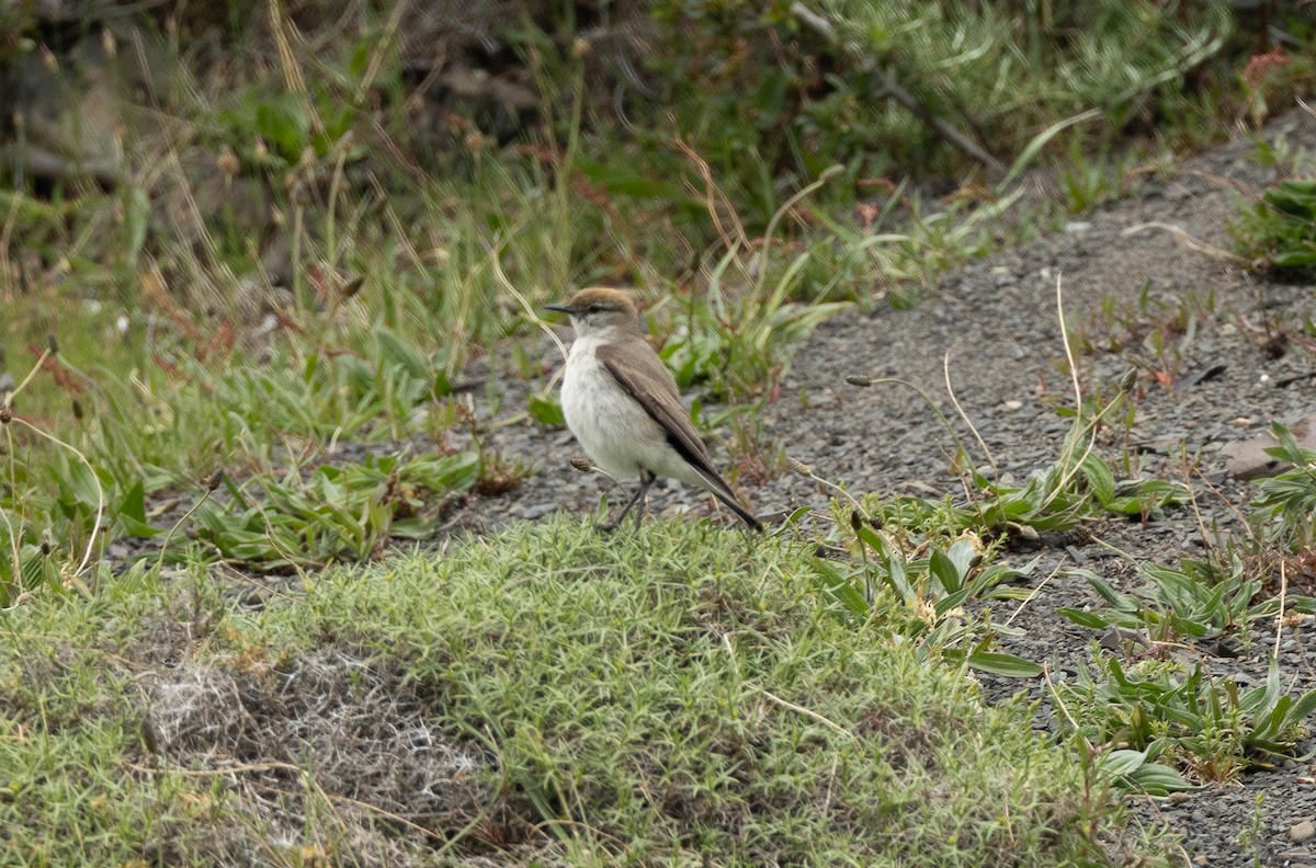 White-browed Ground-Tyrant - ML626532229