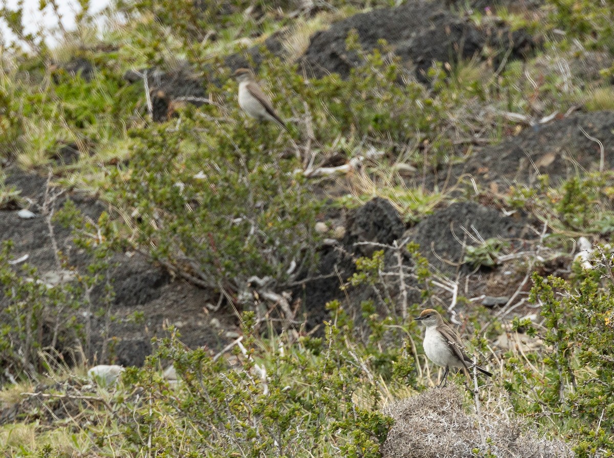 White-browed Ground-Tyrant - ML626532230