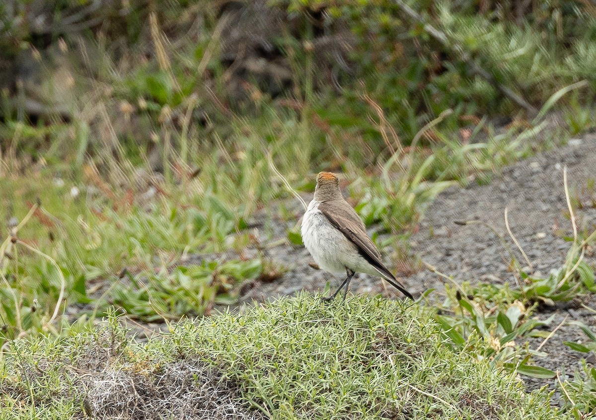 White-browed Ground-Tyrant - ML626532231