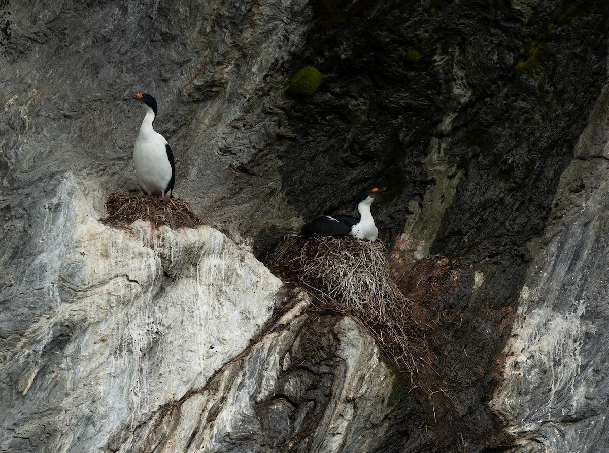 Imperial Cormorant - ML626532280