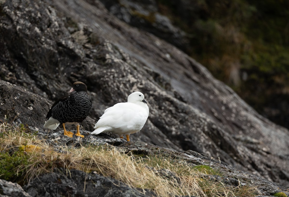 Kelp Goose - ML626532281