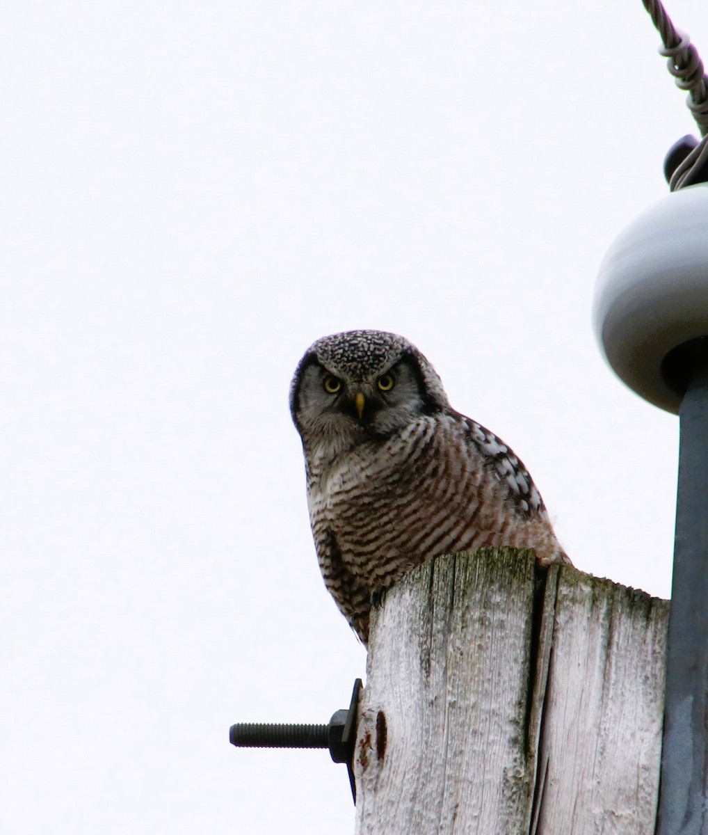 Northern Hawk Owl - ML626532326