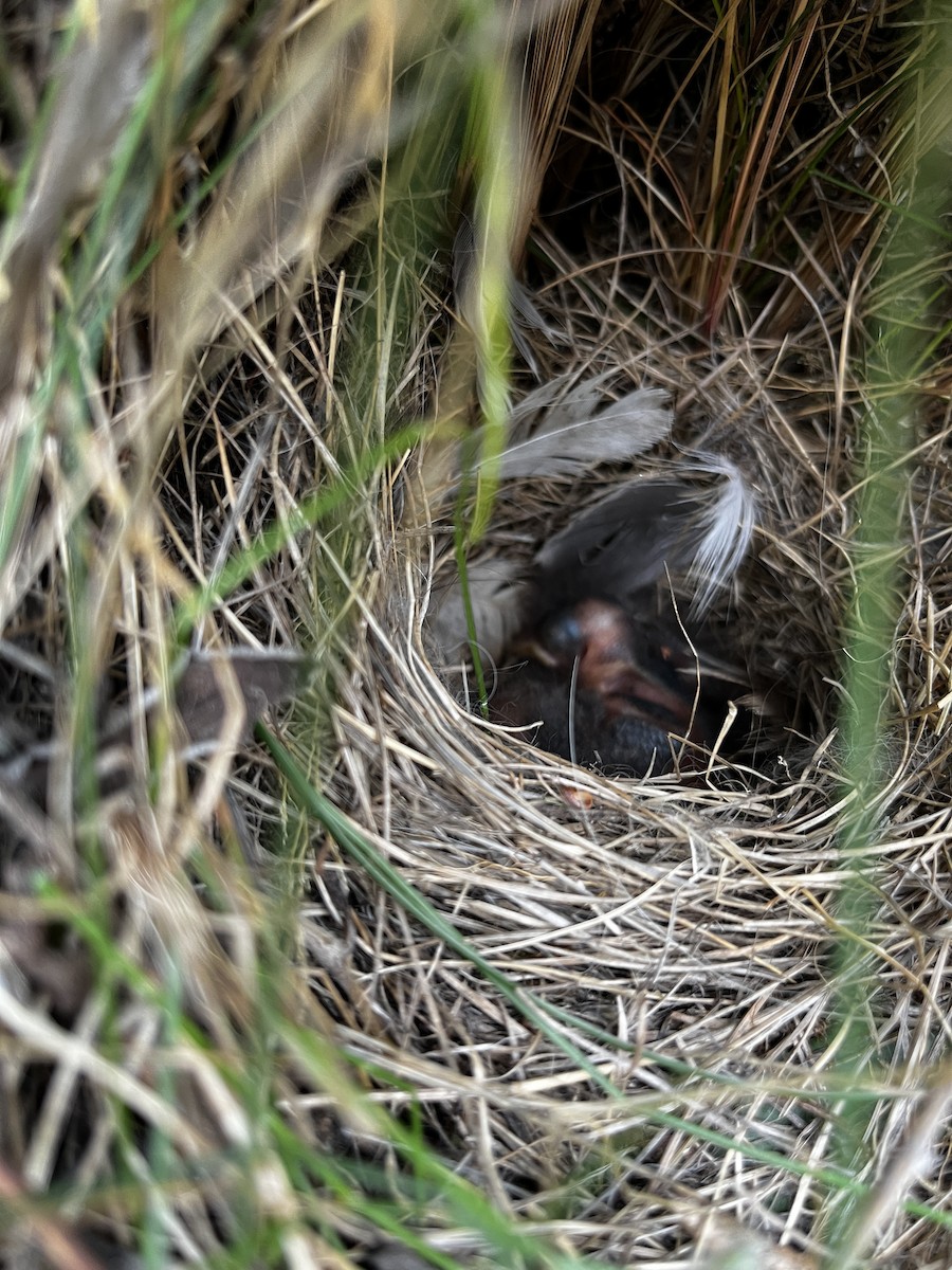 Rufous-collared Sparrow (Patagonian) - ML626532369