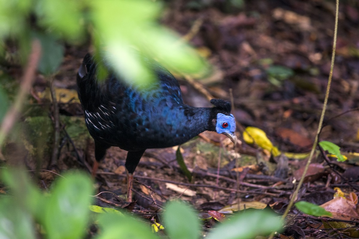 Malayan Crested Fireback - ML626532498