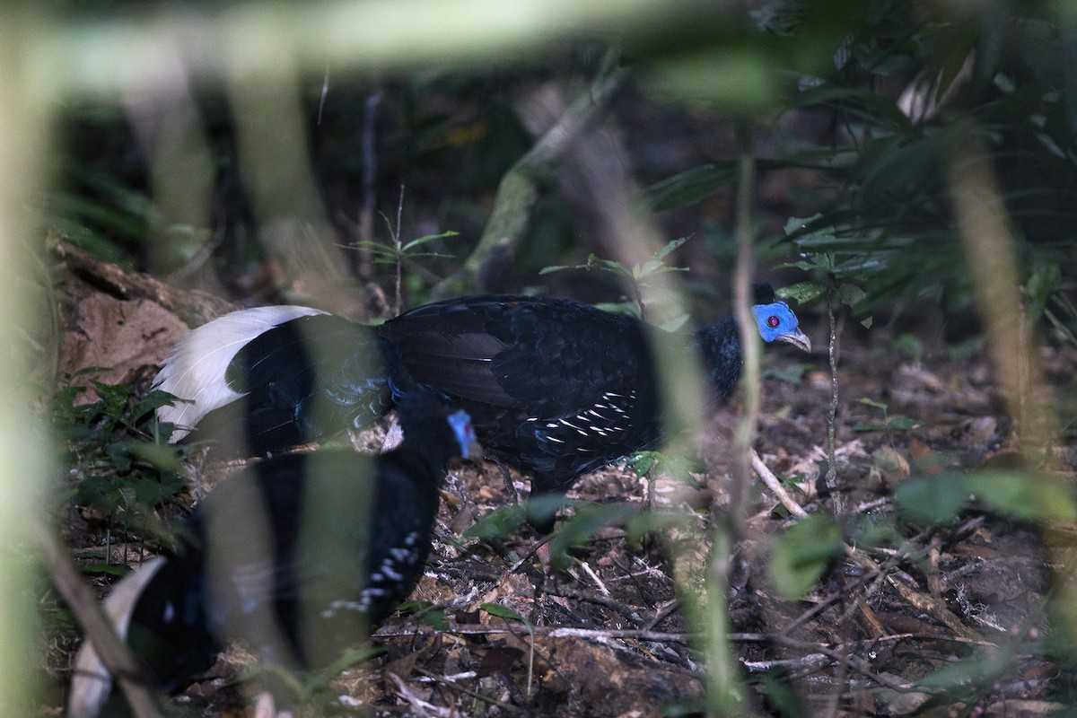 Malayan Crested Fireback - ML626532499