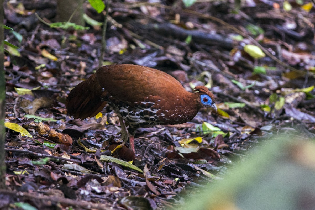 Malayan Crested Fireback - ML626532524