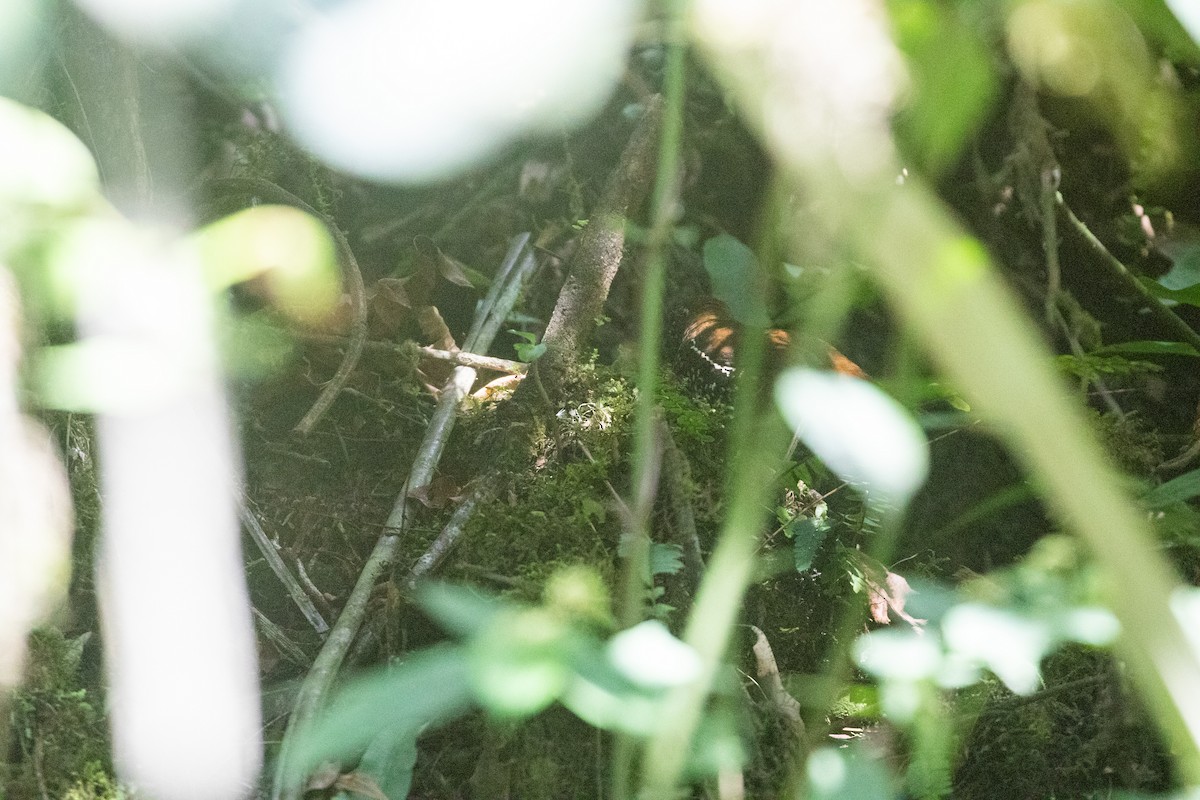 Barred Antthrush - ML626532671