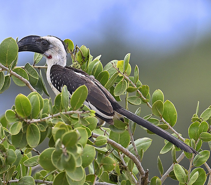 Von der Decken's Hornbill - ML626532692