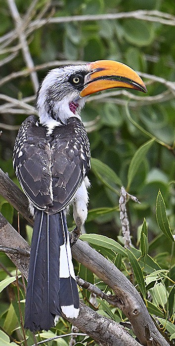 Eastern Yellow-billed Hornbill - ML626532697