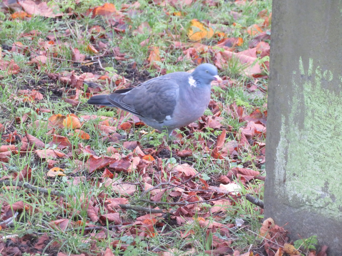 Pigeon ramier - ML626532771