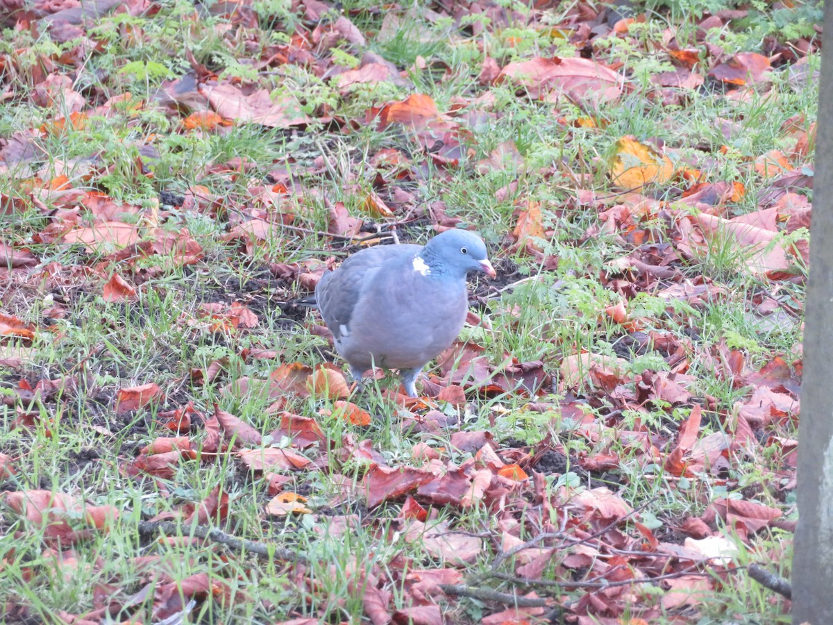Pigeon ramier - ML626532772