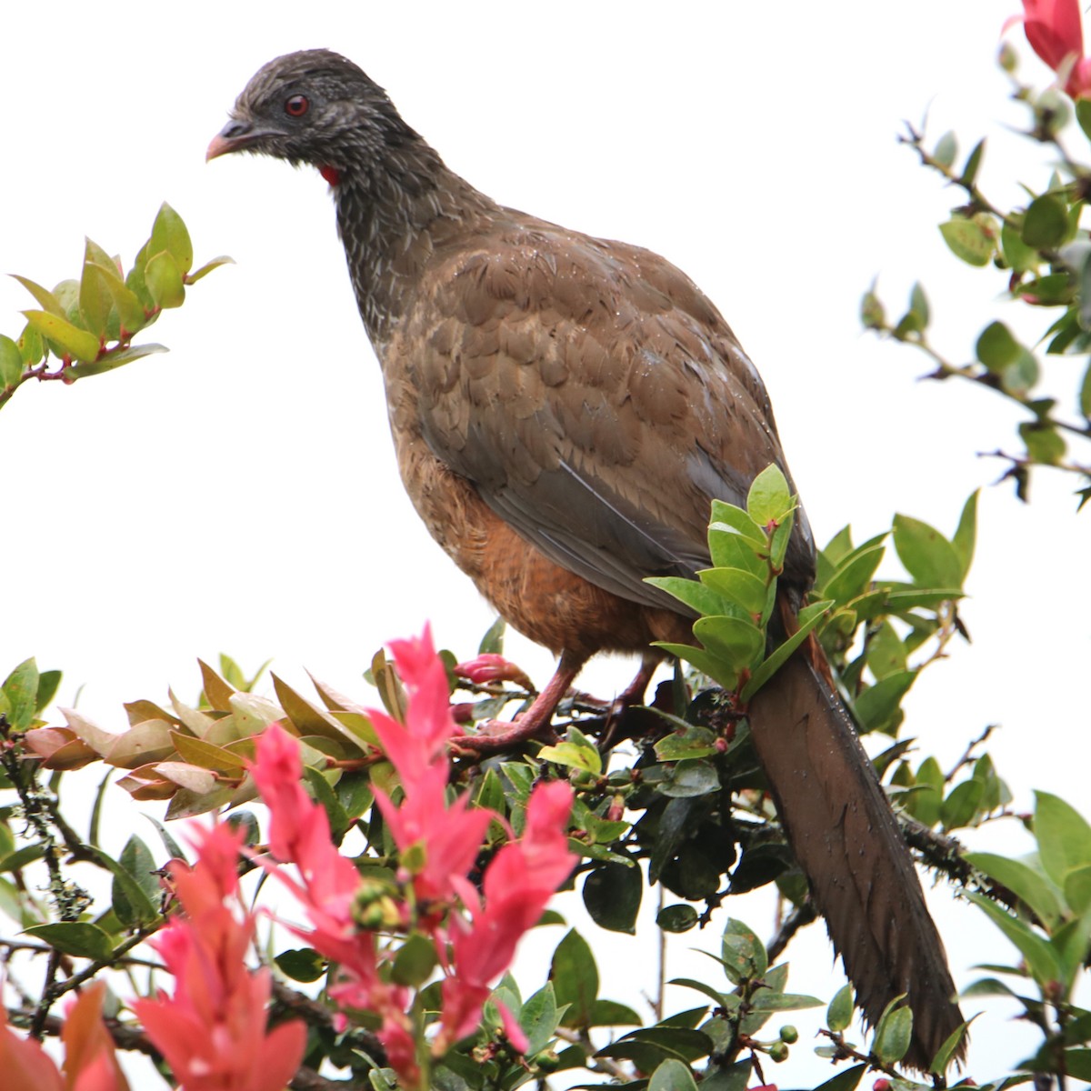 Andean Guan - ML626532779