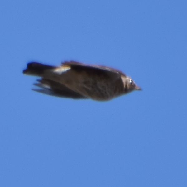 Дууч хөөндэй - ML626532842