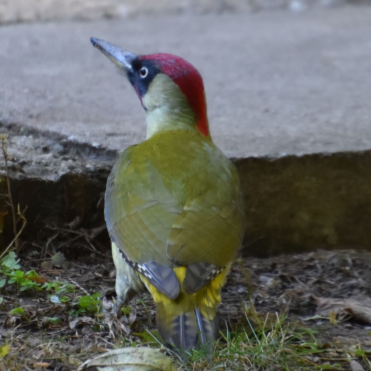 Eurasian Green Woodpecker - ML626532848