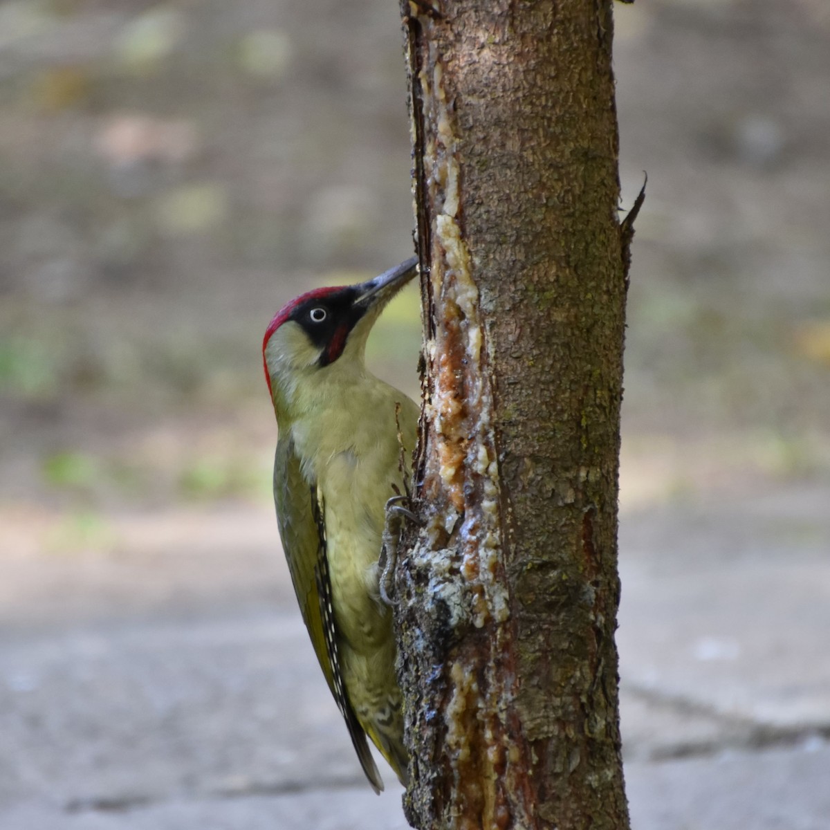 Eurasian Green Woodpecker - ML626532849