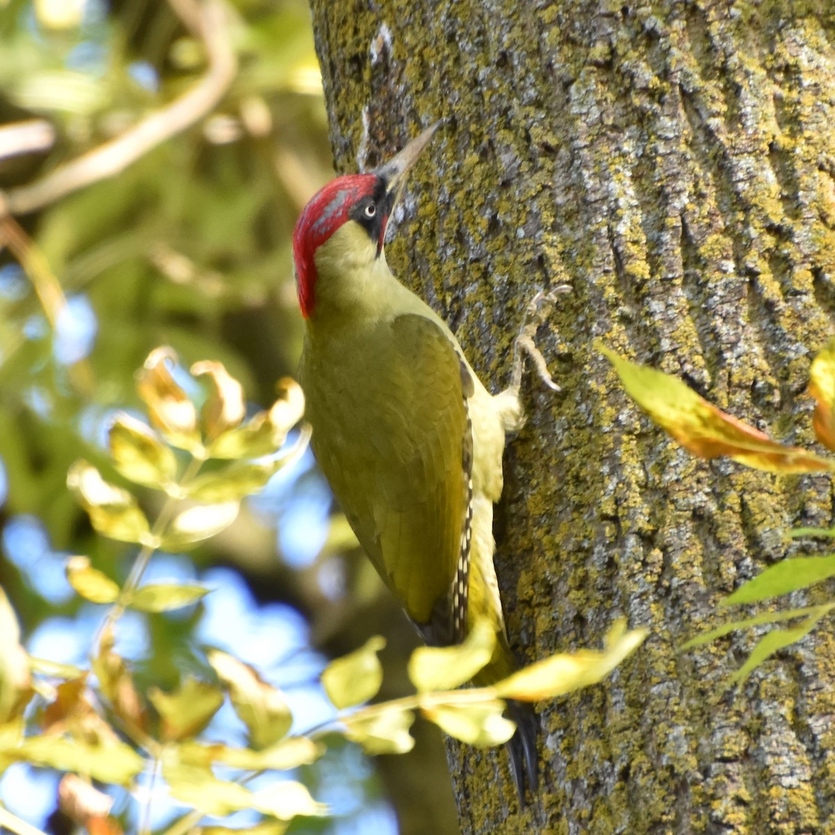 Eurasian Green Woodpecker - ML626532850