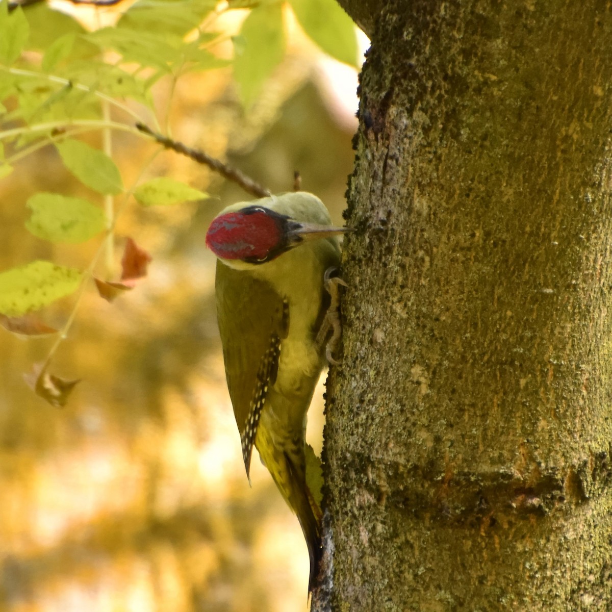 Eurasian Green Woodpecker - ML626532851