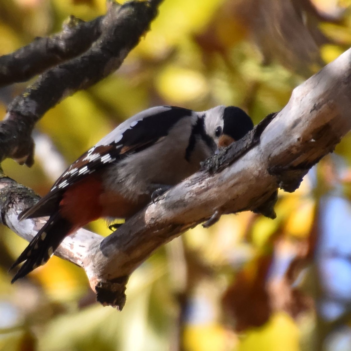 Syrian Woodpecker - ML626532855