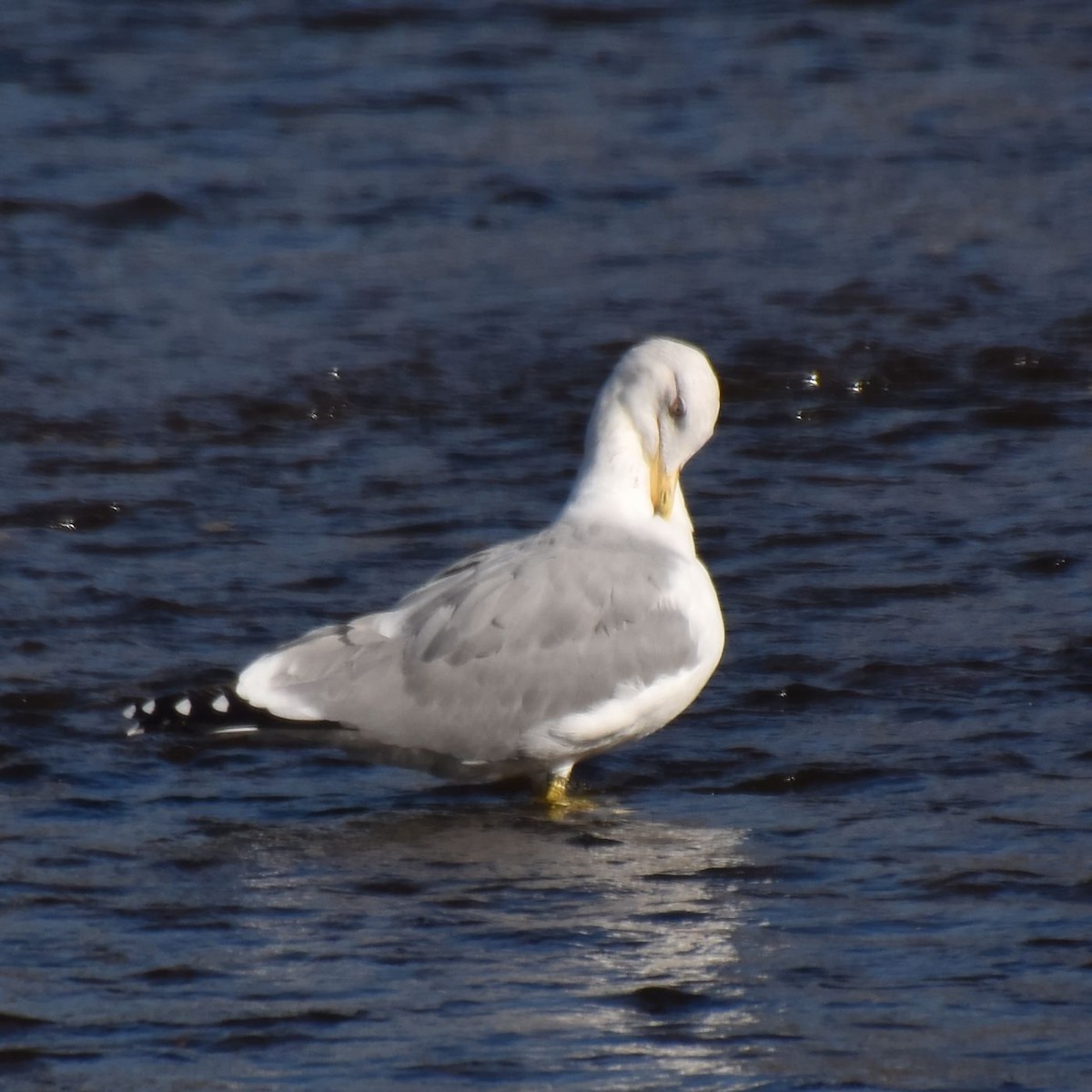 Caspian Gull - ML626532868