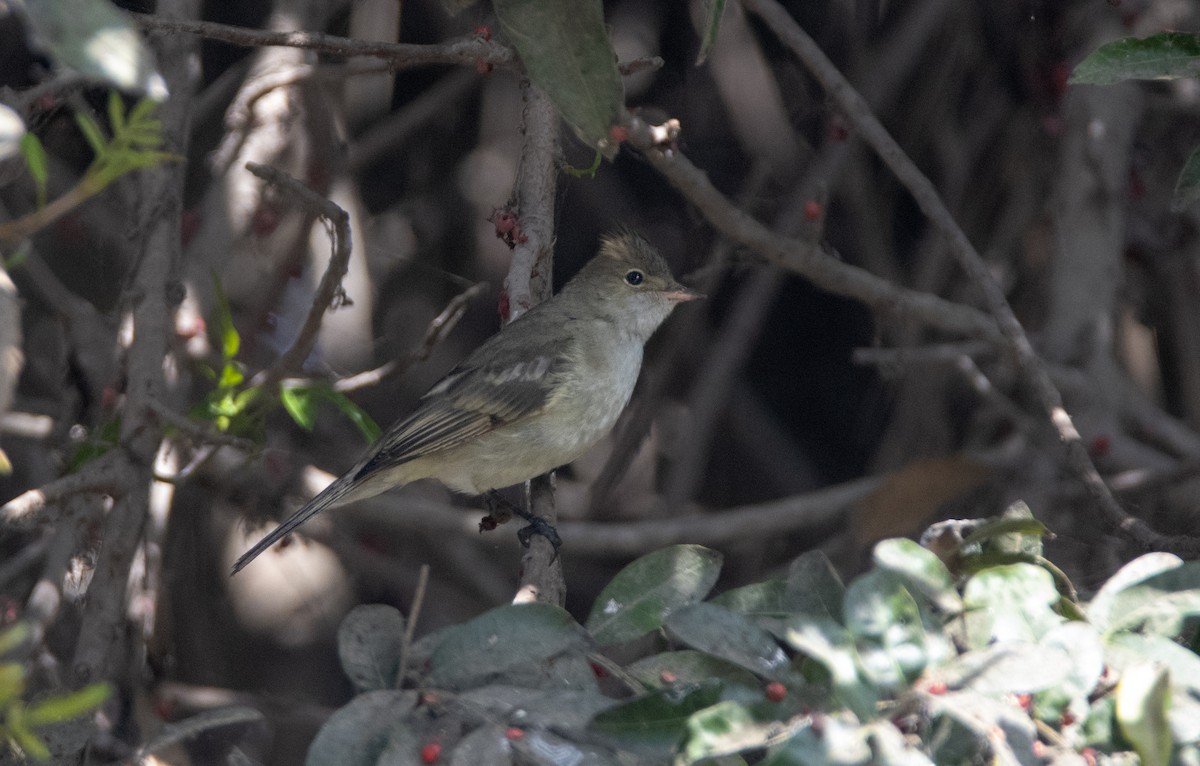 White-crested Elaenia - ML626532920