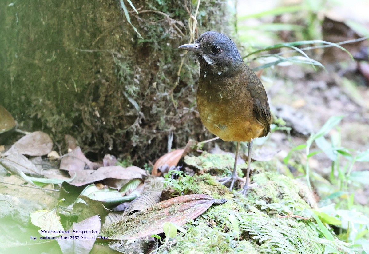 Moustached Antpitta - ML626533023