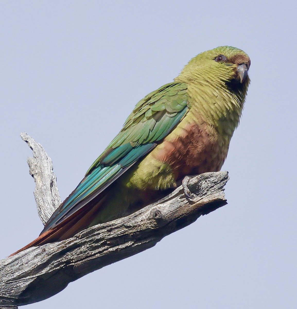 Austral Parakeet - ML626533038