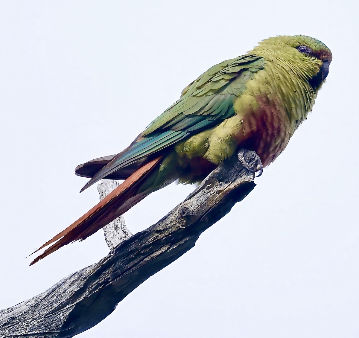 Austral Parakeet - ML626533039