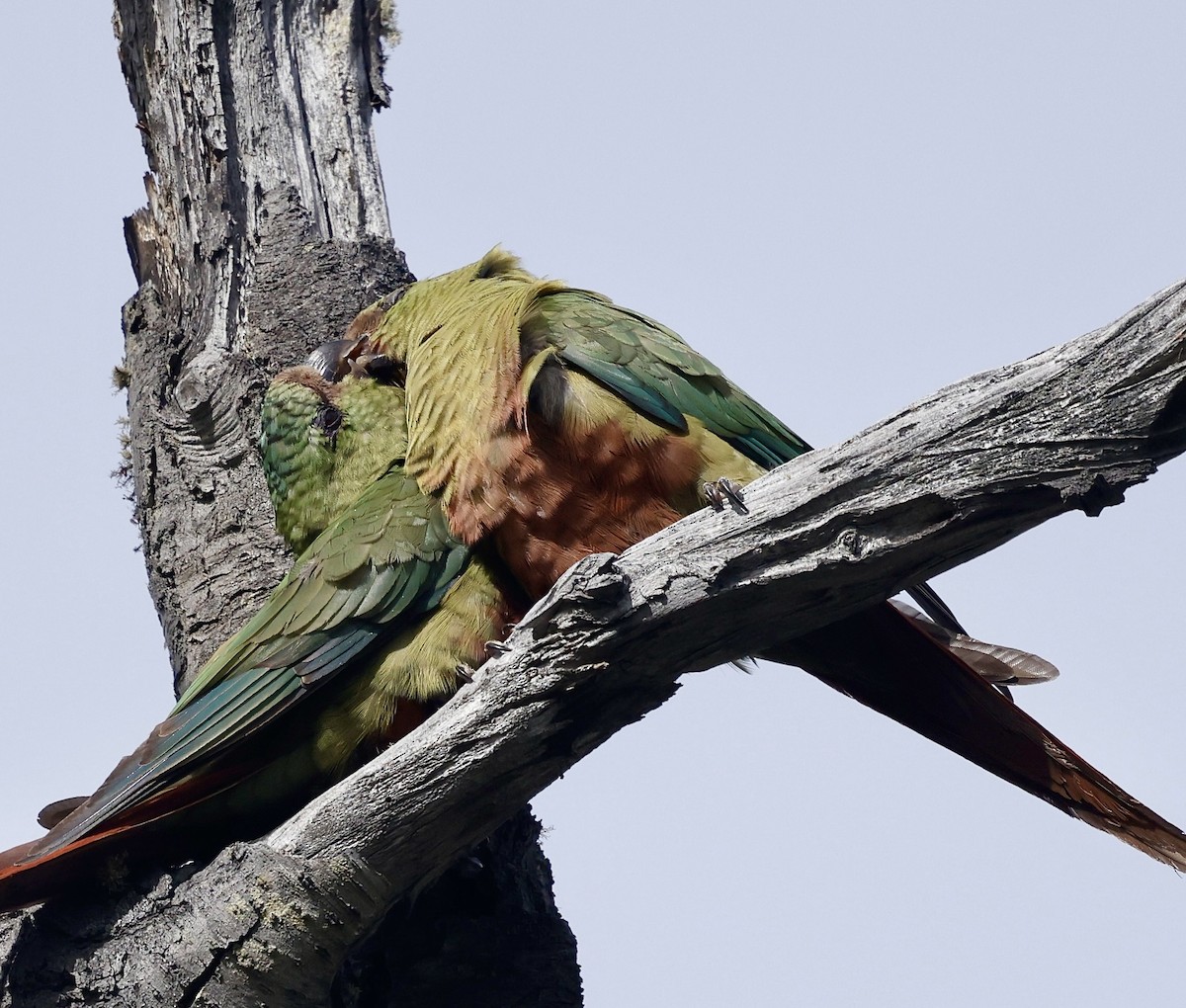 Austral Parakeet - ML626533040