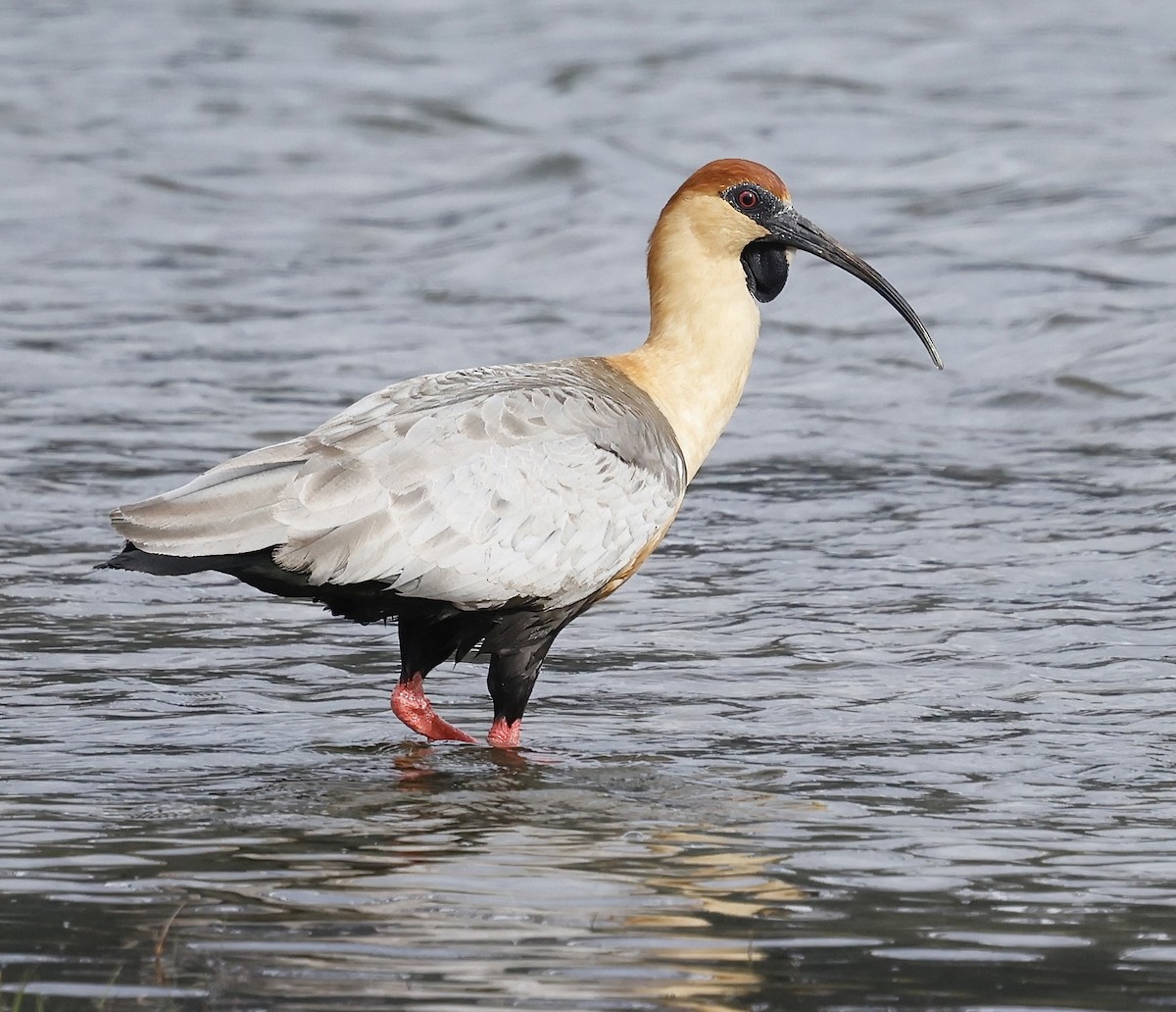 Black-faced Ibis - ML626533058