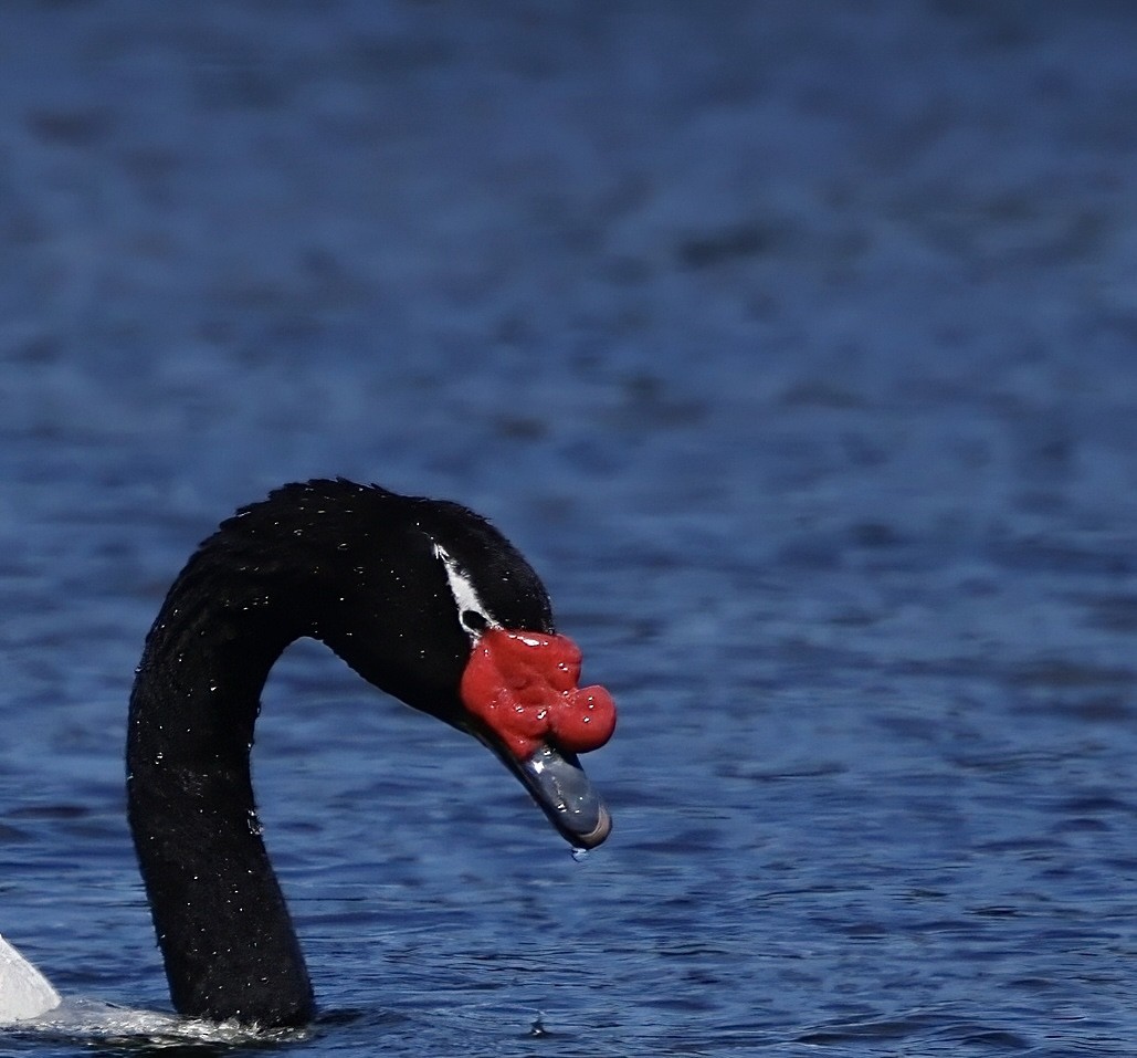 Black-necked Swan - ML626533067