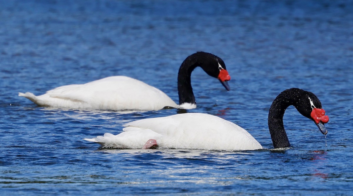 Black-necked Swan - ML626533068