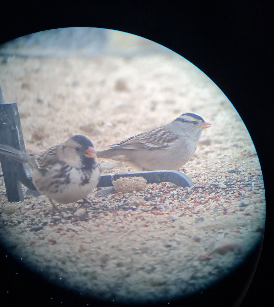 Harris's Sparrow - ML626533077