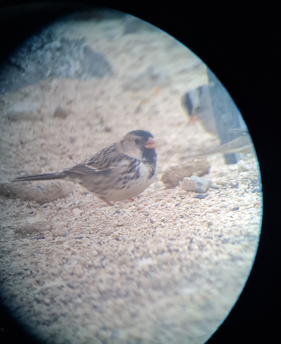 Harris's Sparrow - ML626533078