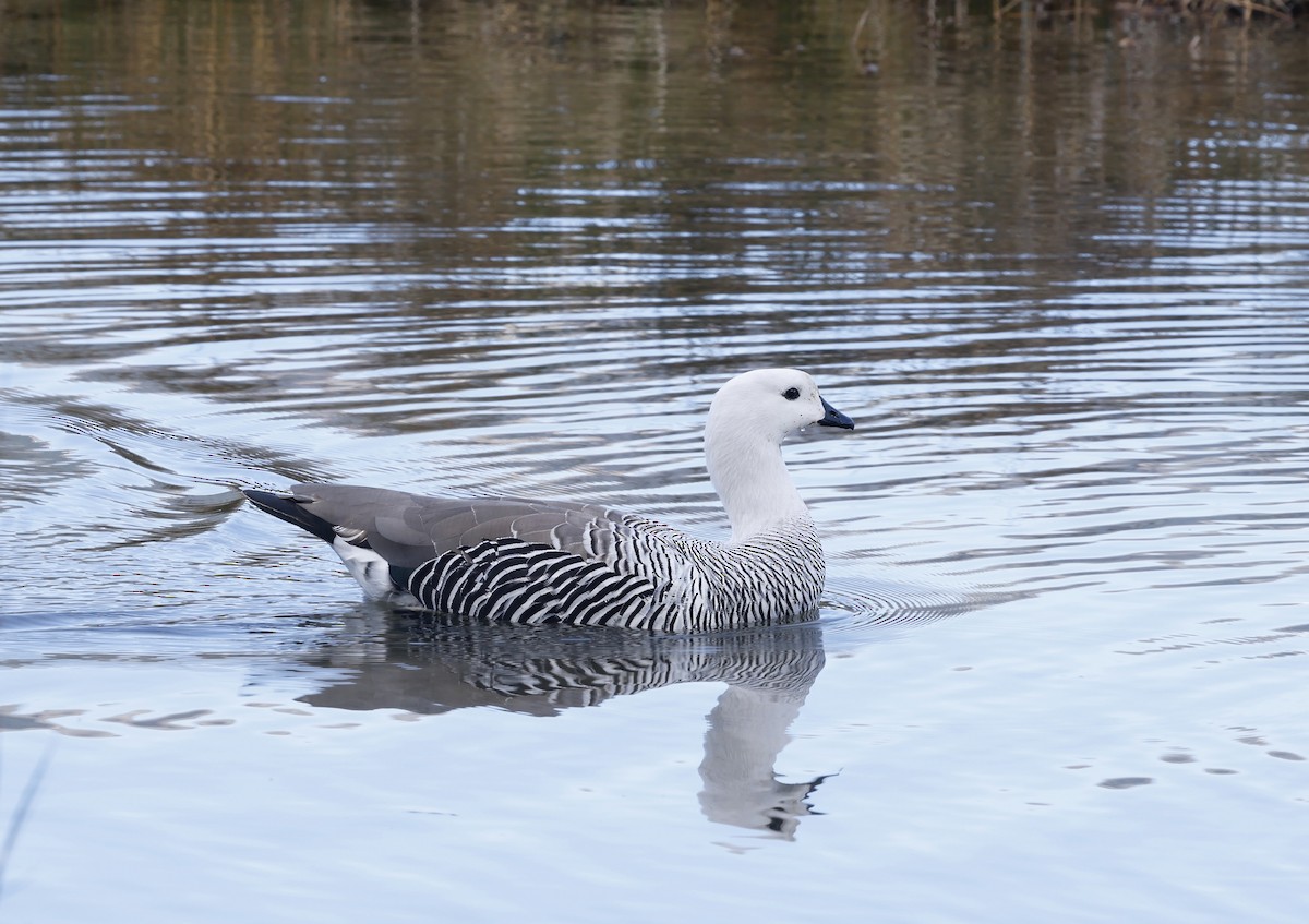 Upland Goose - ML626533083