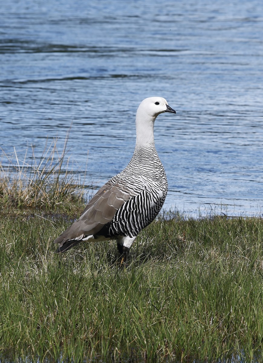 Upland Goose - ML626533084