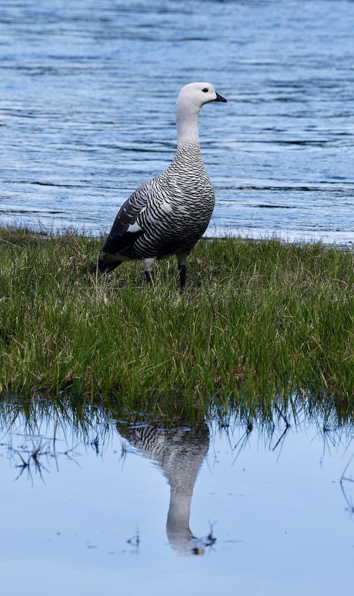 Upland Goose - ML626533085