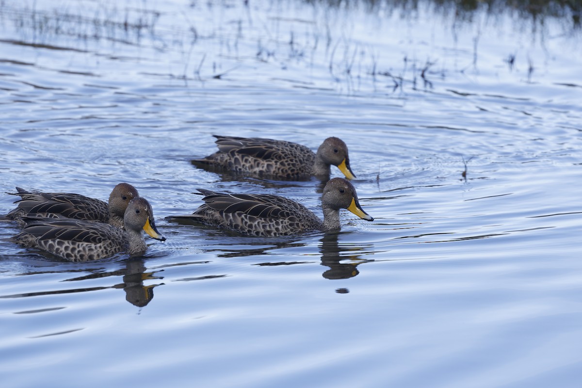 Yellow-billed Pintail - ML626533090