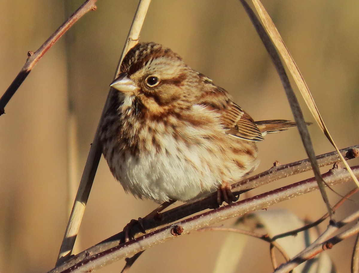 Song Sparrow - ML626533106