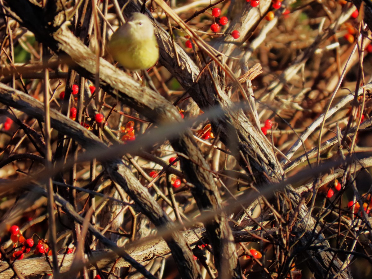 Orange-crowned Warbler - ML626533123