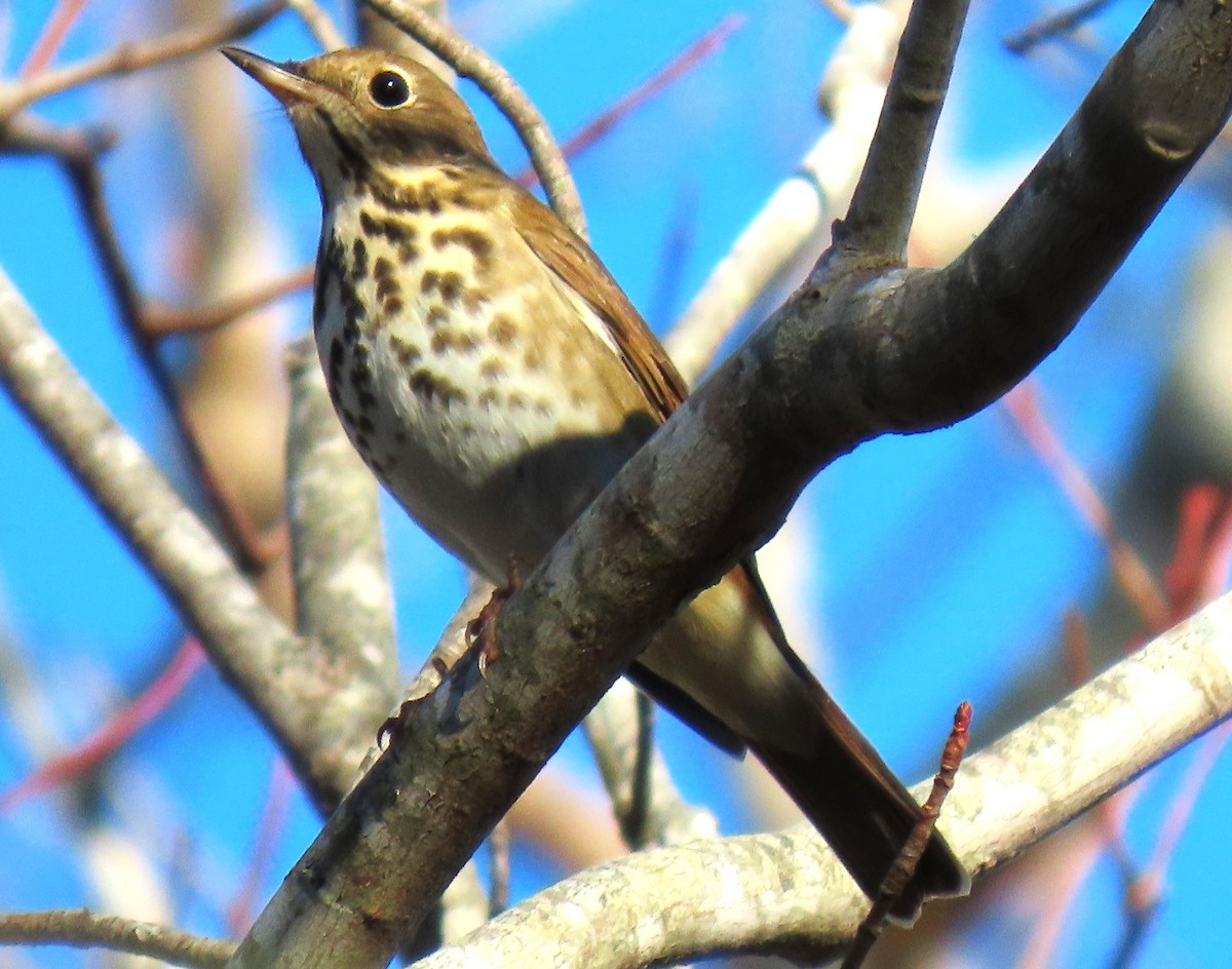 Hermit Thrush - ML626533133